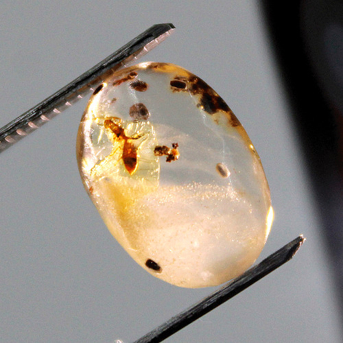 Ambra baltica fossilizzata