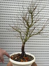 acero Palmato Orangdream Prebonsai - Bonsai