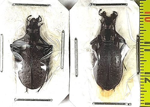 Carabidae carabus - carabidae,,
