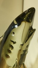 Squalo In Vetro