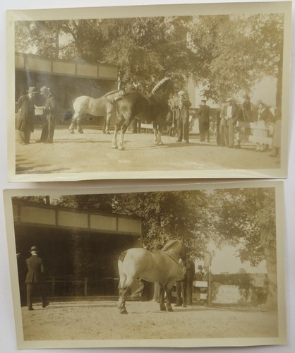 1920 1930 due foto allevamento - due,