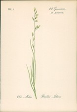Chromolithographie : Melica