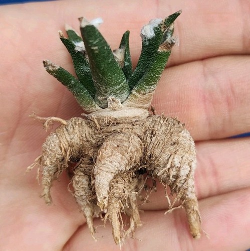 Ariocarpus agavoides 208 - pp,