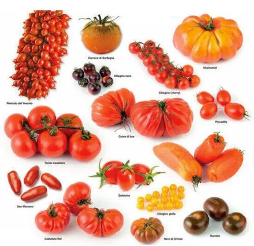 300 semi pomodoro - semi, di