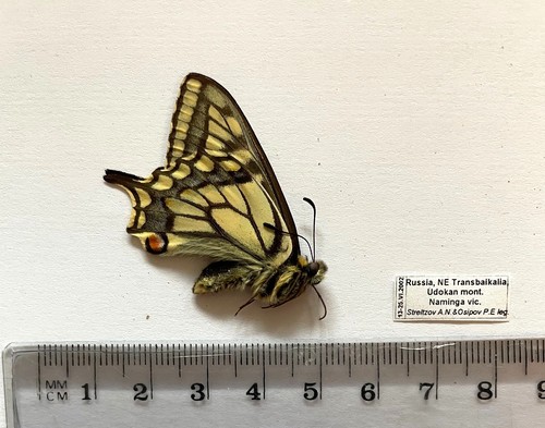 Papilio machaon - papilio,
