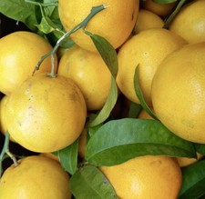 Citrus × tangelo MAPO |