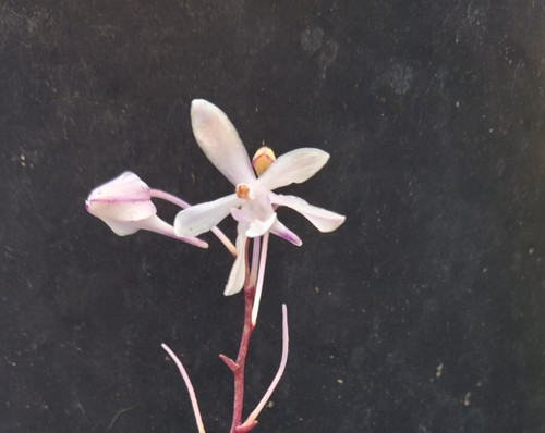 Vanda falcata phalaenopsis - vanda, x