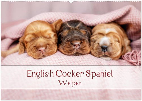 English cocker spaniel - english,
