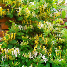 Lonicera Periclymenum - 30 Semi - Caprifoglio Europeo - Pianta Da Fiore ☆