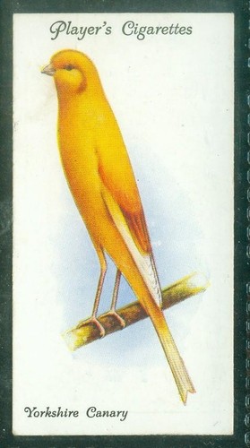 Bird card 004 1933 - card,,