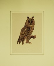 OWL Long-Eared Owl Otus