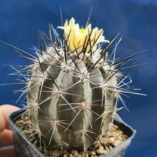Copiapoa megarhiza GC 718,01