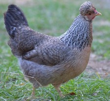 Uova Feconde Gallina Legbar