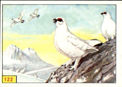 Figurina uccelli panini - figurina,