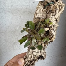 Dendrobium Jenkinsii In Zattera Orchidea