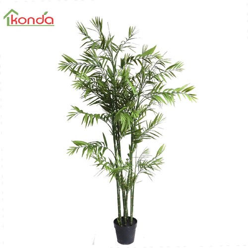 Vivagarden bambu pianta - bambu,