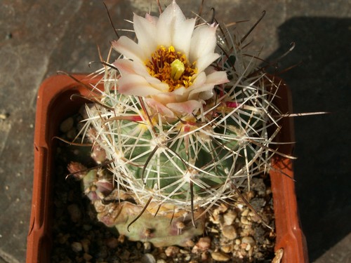 Sclerocactus wrightiae 751 - wrightiae,