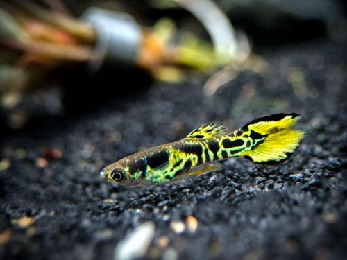 Endler tiger pesci - -,