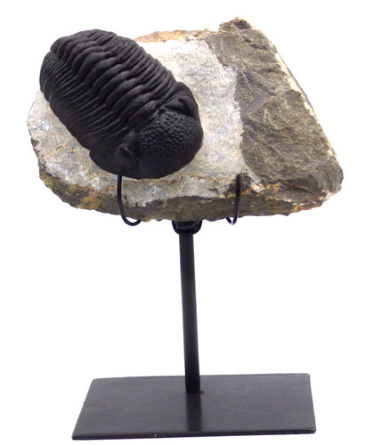 Fossil trilobite drotops - trilobite,