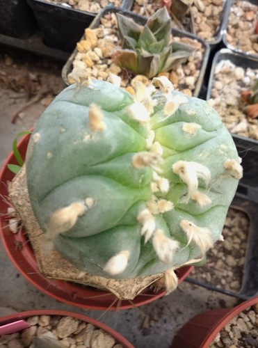 Ariocarpus willy crestata - ariocarpus,