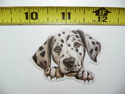 Peeking dalmata piccolo - peeking,