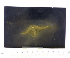 Pyritized Fossil Starfish