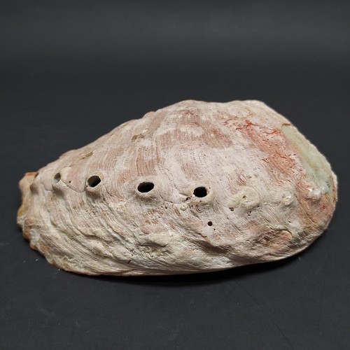 Conchiglia abalone naturale - conchiglia,