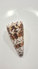 Conus imperialis big size - conus,