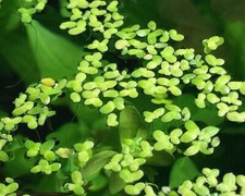 Lenticchie all'acqua - Lemna