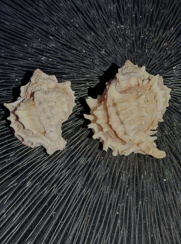 Conchiglie marine naturale - conchiglie,