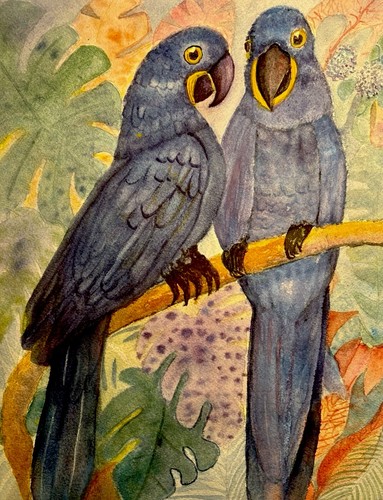 Original 10x13 hyacinth macaw - hyacinth,