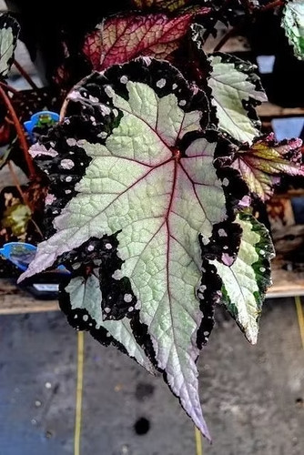 Sale2543 begonia roxal blush - roxal,
