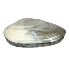 Conchiglia porta gioie