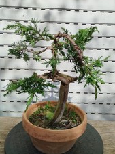 Bonsai di Ginepro SABINA española SHARI!!