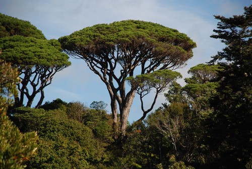 Pinus pinea pino domestico - -,