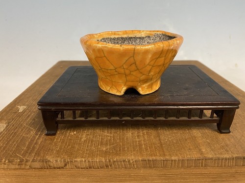 Vaso per bonsai shohin - shohin, formato