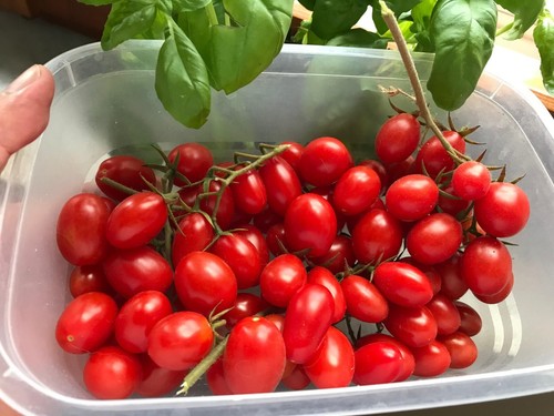 Semi pomodoro datterino - semi,