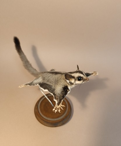 Taxidermy cabinet de - taxidermy,,