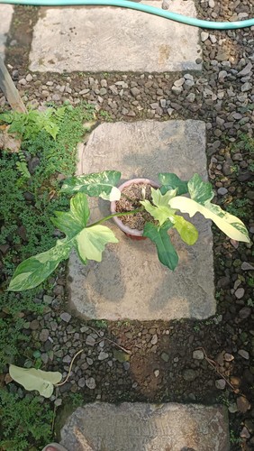Quadro reale philodendron - reale,