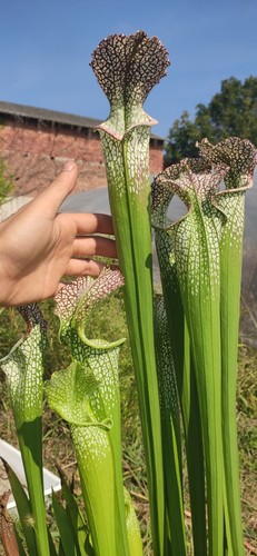 Sarracenia leucophylla l64mk - sarracenia,