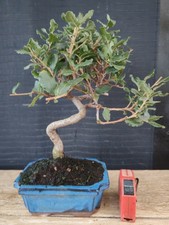 bonsai  quercia da sughero  h