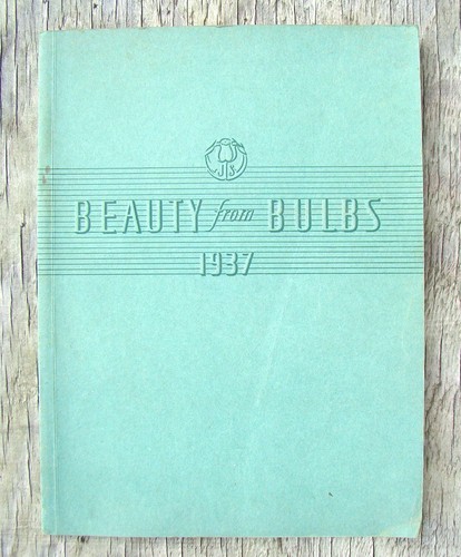 Beauty from bulbs - beauty,