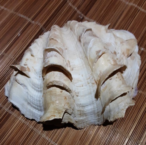Tridacna squamosa del 900 - squamosa, +