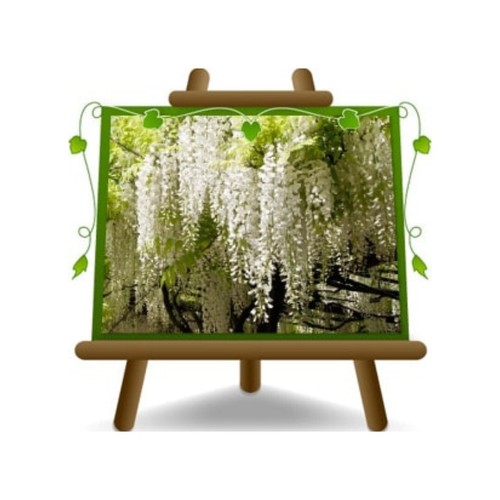 Wisteria brakybotrys shiro - wisteria,