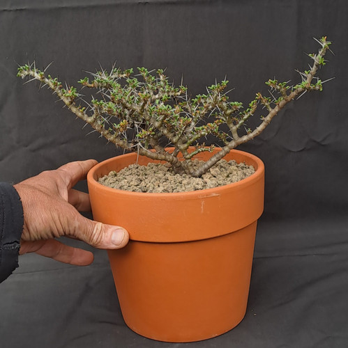 Sarcocaulon - , (monsonia)