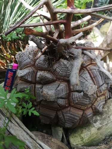 Testudinaria elephantipes - testudinaria,