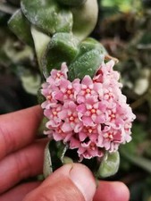 2 pezzi Hoya Compacta aka o