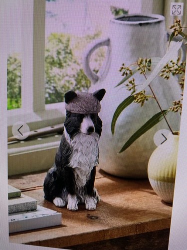 Next black border collie - collie, cane
