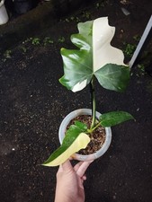 Philodendron Golden Dragon