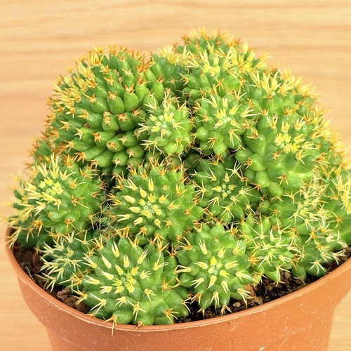 Mammillaria camptotricha